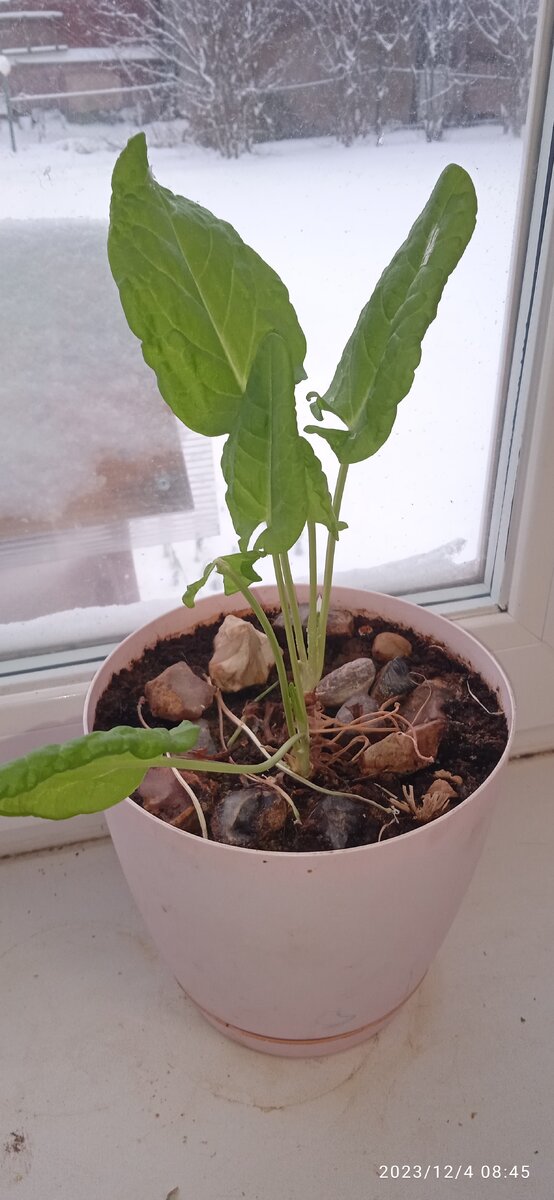 Щавель в зимнее время