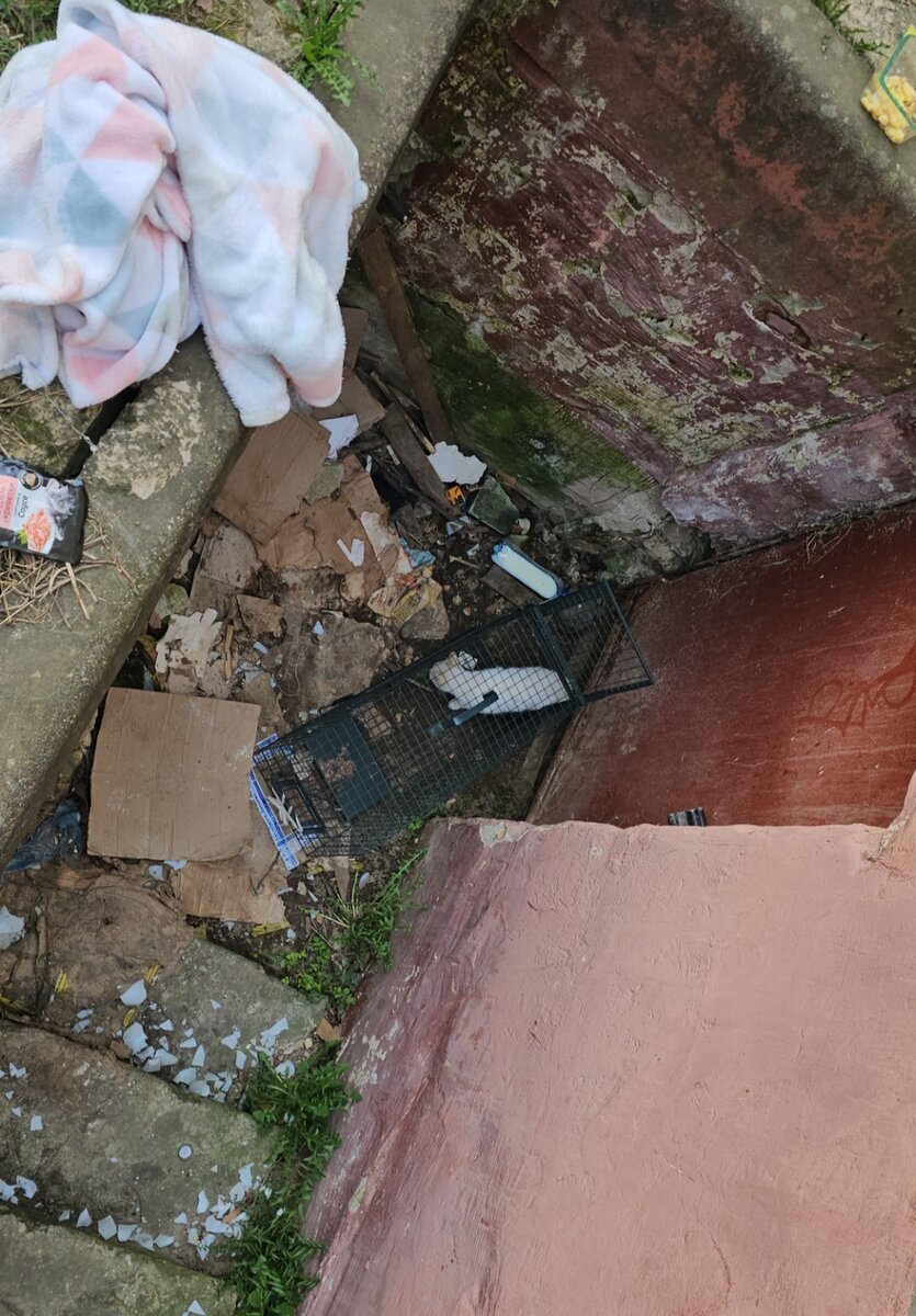 Булочка в родном дворе... в котоловке