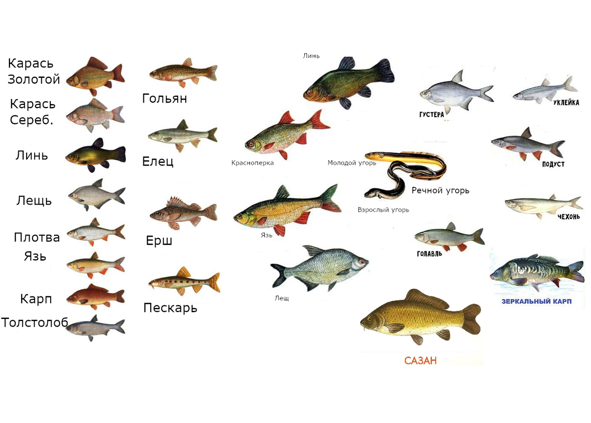 Виды рыбы список. Речные рыбы названия. Пресноводные рыбы России. Пресноводные рыбы названия. Речные рыбы таблица.