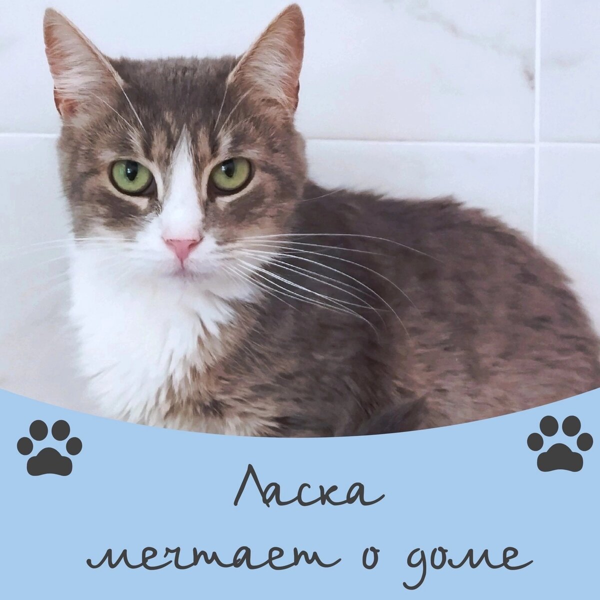 Кошка Ласка мечтает о доме🐾❄️ | Приют для кошек 