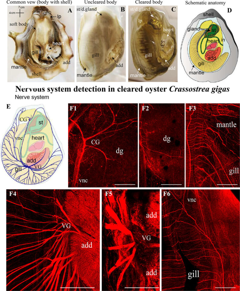 Кларификация и иммуноокрашивание нервной системы устрицы