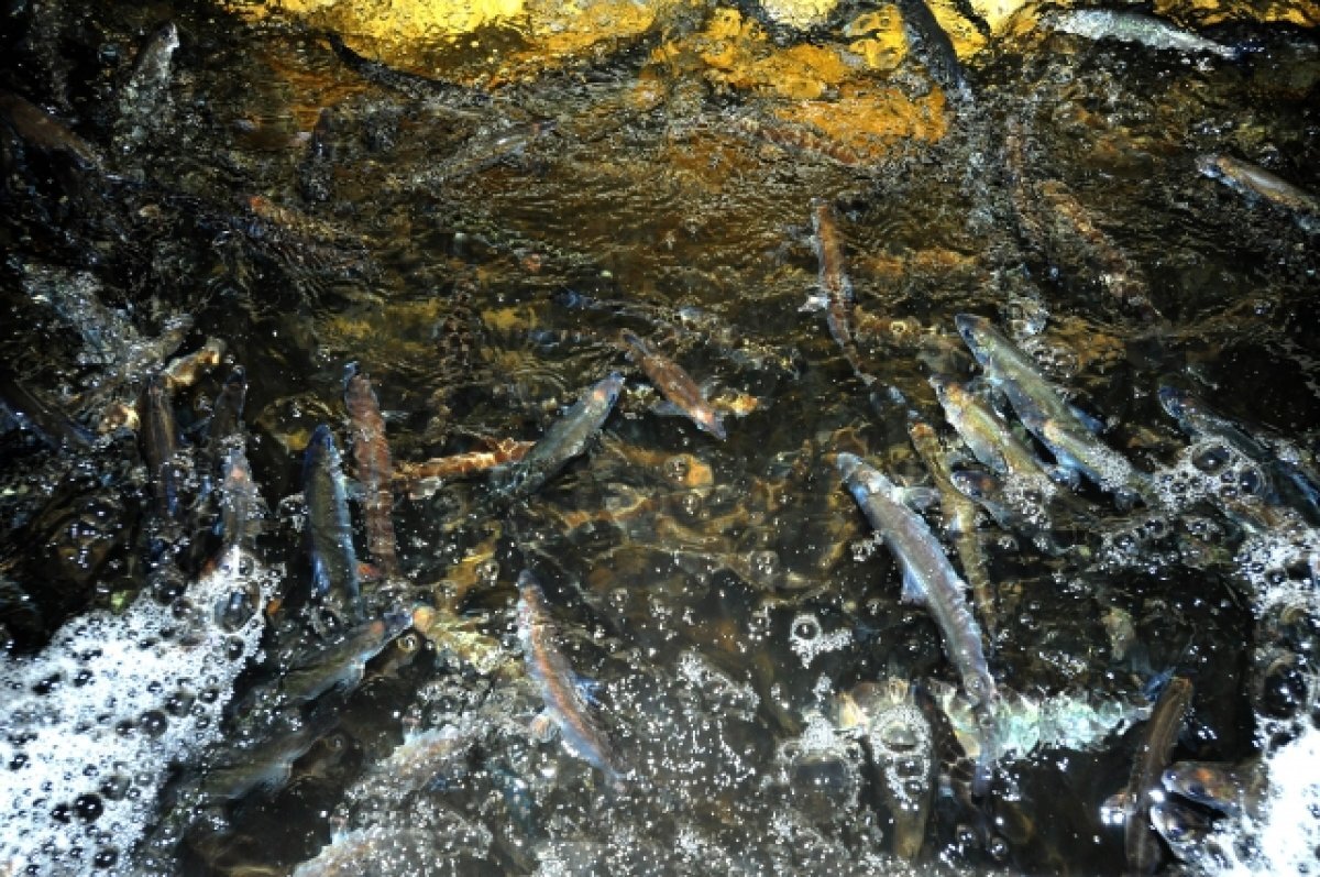    Более 8 млн икринок сига направили на инкубацию в Мурманской области