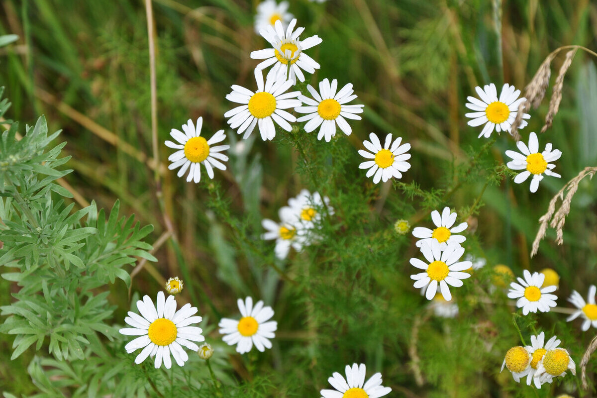 Matricaria recutita – Ромашка аптечная,