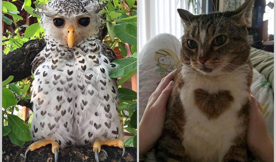 15 милых животных, у которых есть сердечки