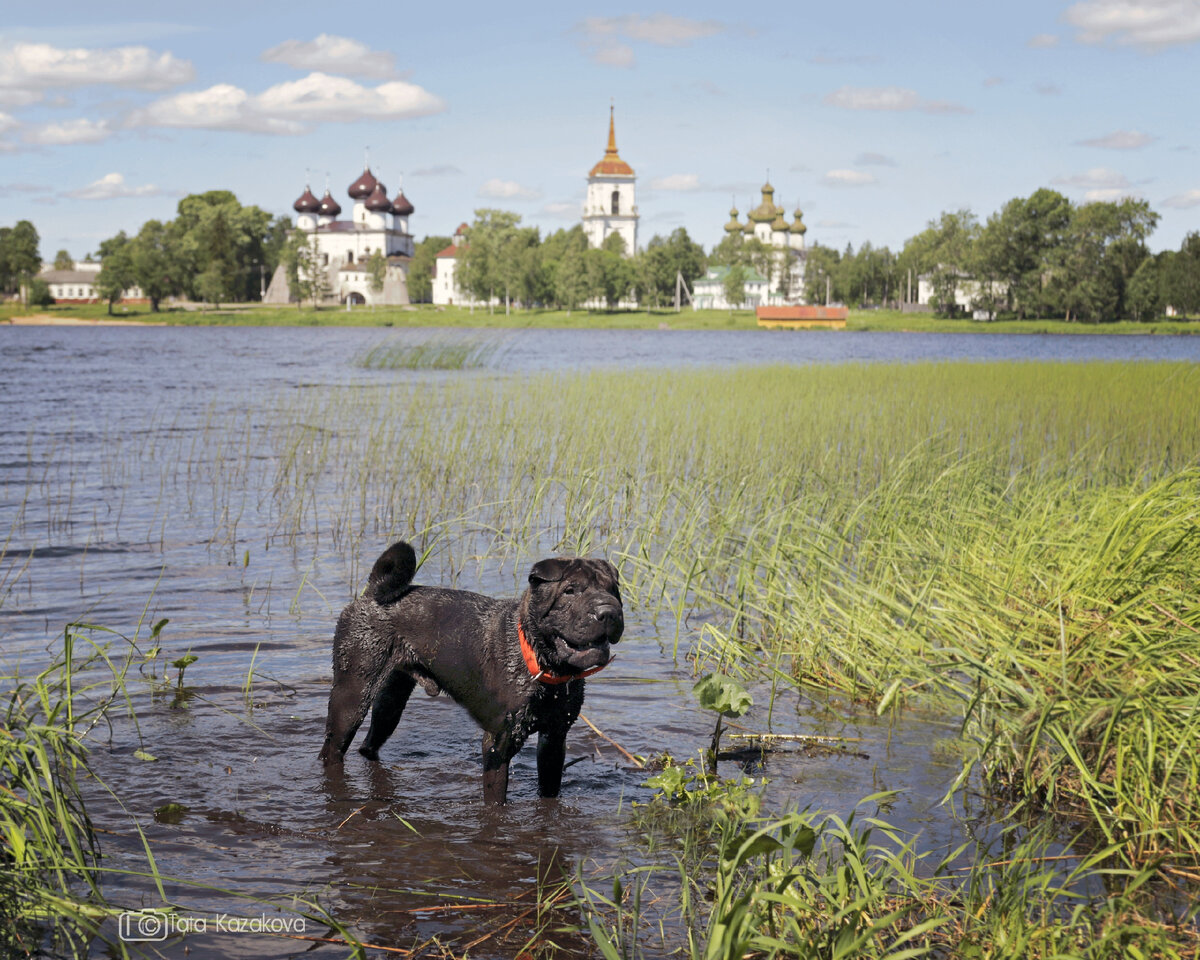 Каргополь