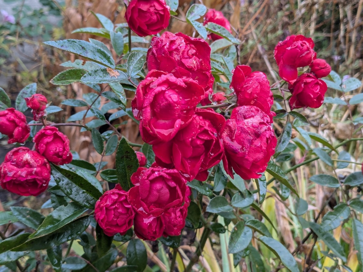 Полиантовая роза, сорт Morsdag