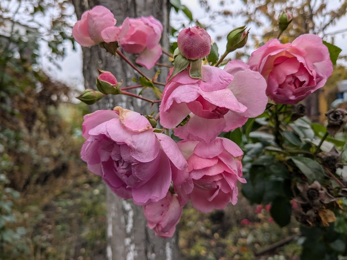 Плетистая роза, сорт Jasmina