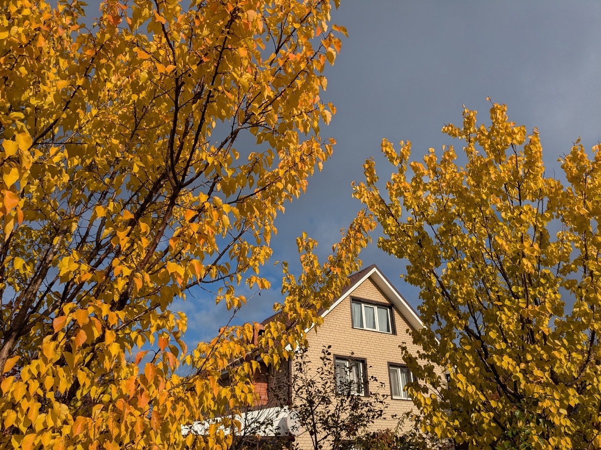 Золотая осень была короткой