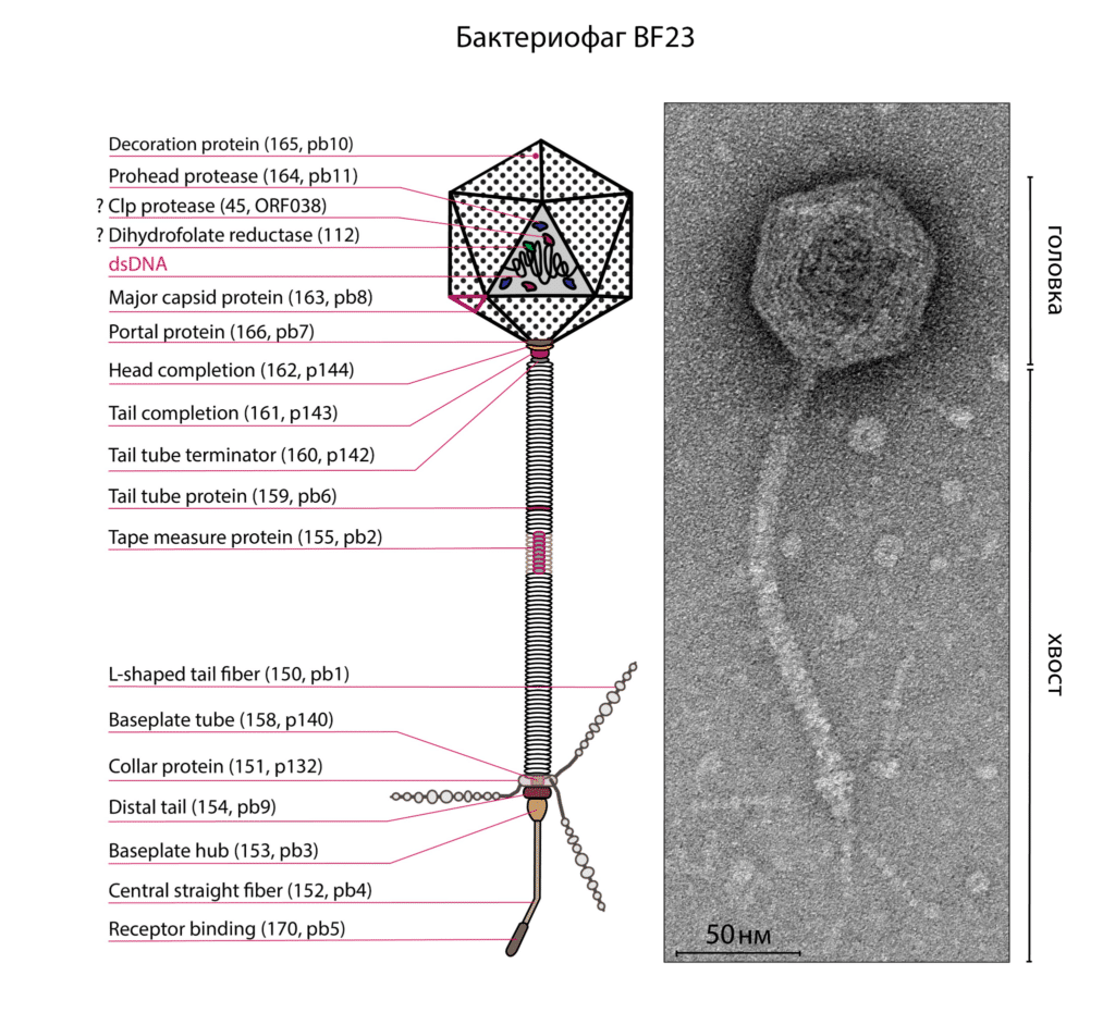    Модель бактериофага BF23 с расположением белков, идентифицированных с помощью масс-спектрометрического анализа вириона фага / © Михаил Скутель и соавторы