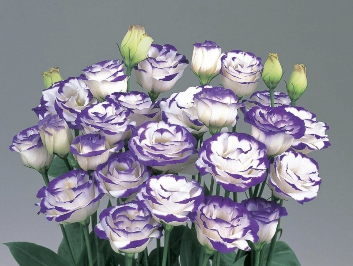 Родом этот великолепный цветок из Южной Америки