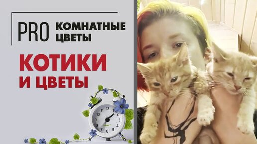 Котики и цветы. Ядовитые растения для животных. Какие растения опасны для котов.