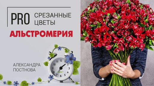 Универсальный цветок: альстромерия | Перуанская лилия или лилия инков