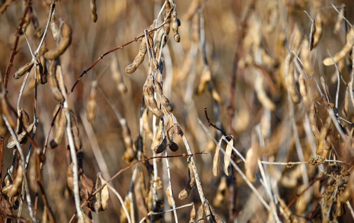    В Приморье подвели итоги по урожаю сои 2023