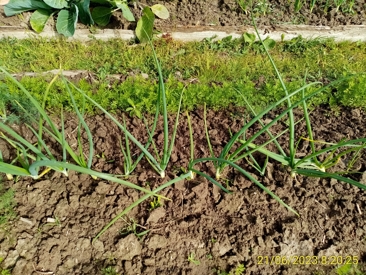 Посадка лука с морквкой