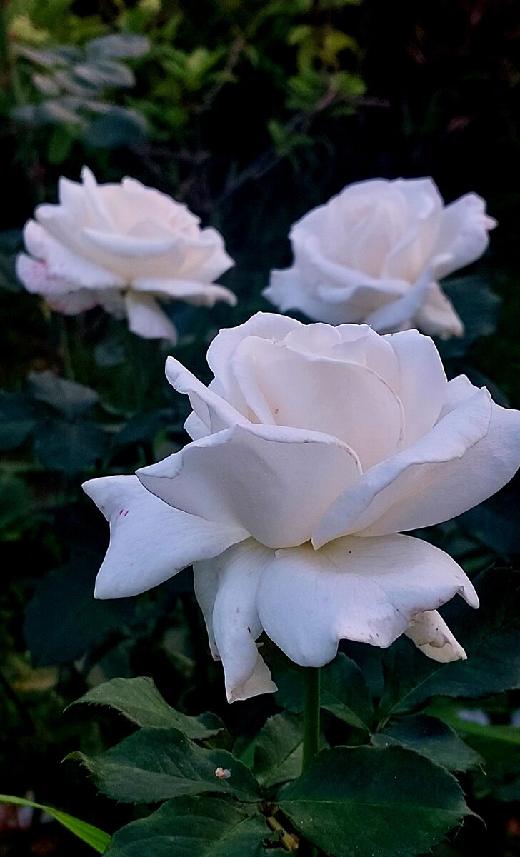 Космос. Ч/г роза