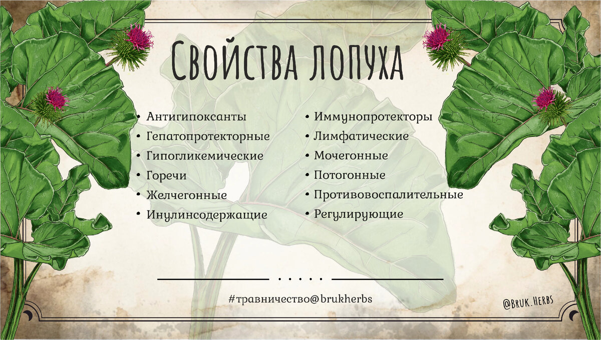 ПРИГЛАШАЮ ПОЗНАКОМИТЬСЯ С ЛЮБОПЫТНЫМ СОРНЯКОМ | Bruk.Herbs | Травы и магия  | Дзен