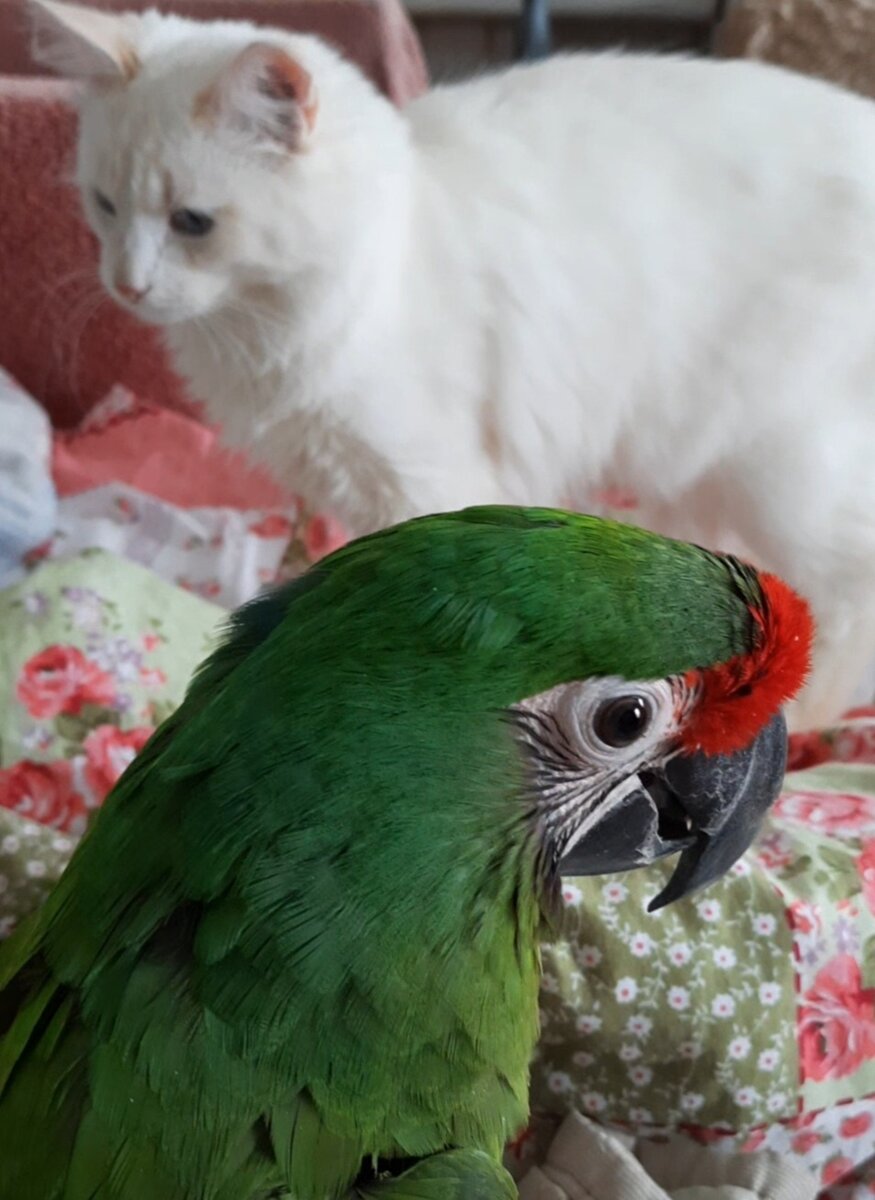 Кузя и котик Беляш 