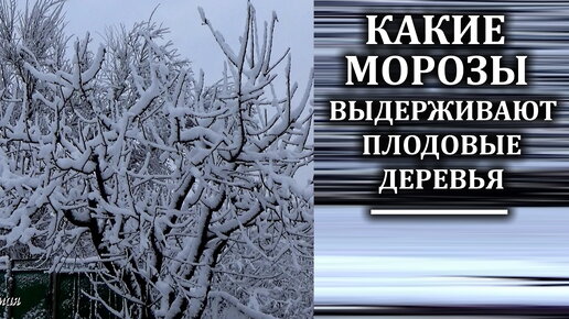 Сад зимой Какие морозы выдерживают разные плодовые деревья