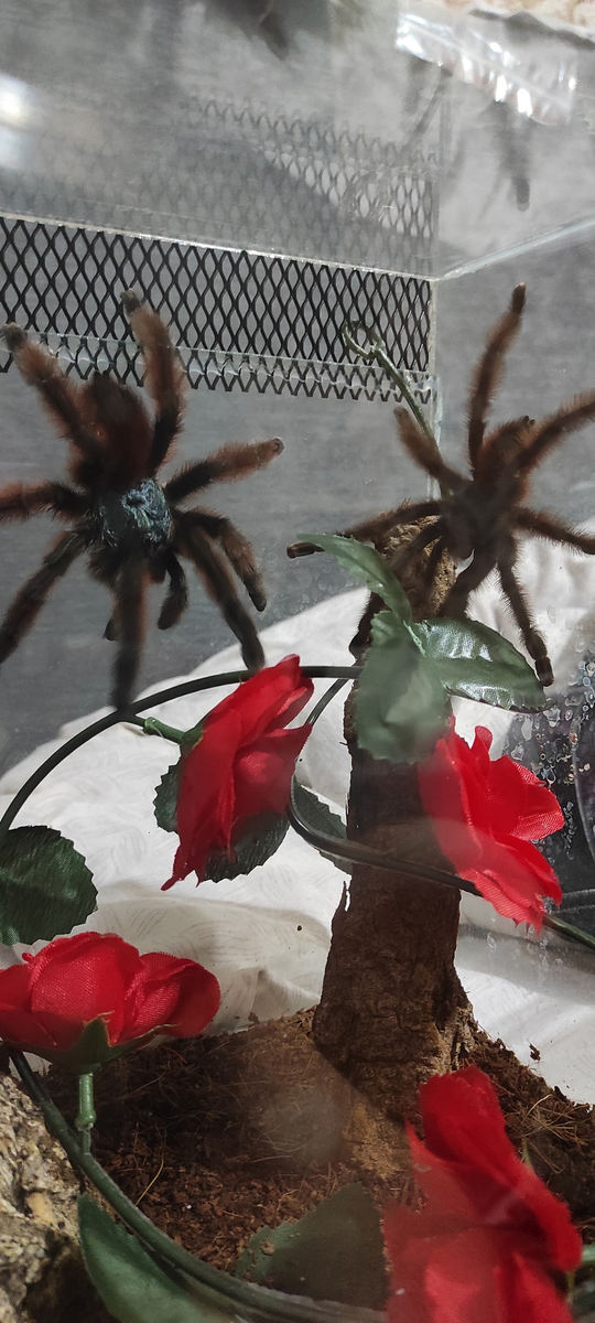 Попытка разведения паучков. В тот раз так и не удалась