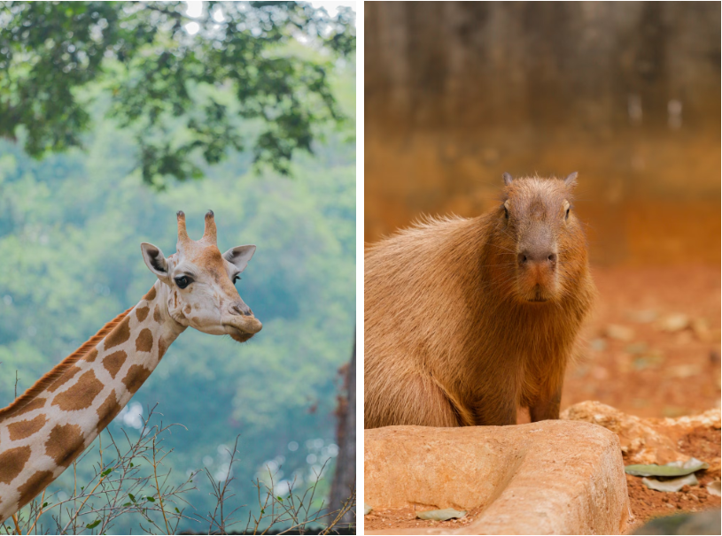 В зоопарке живёт 2000 видов животных со всех континентов