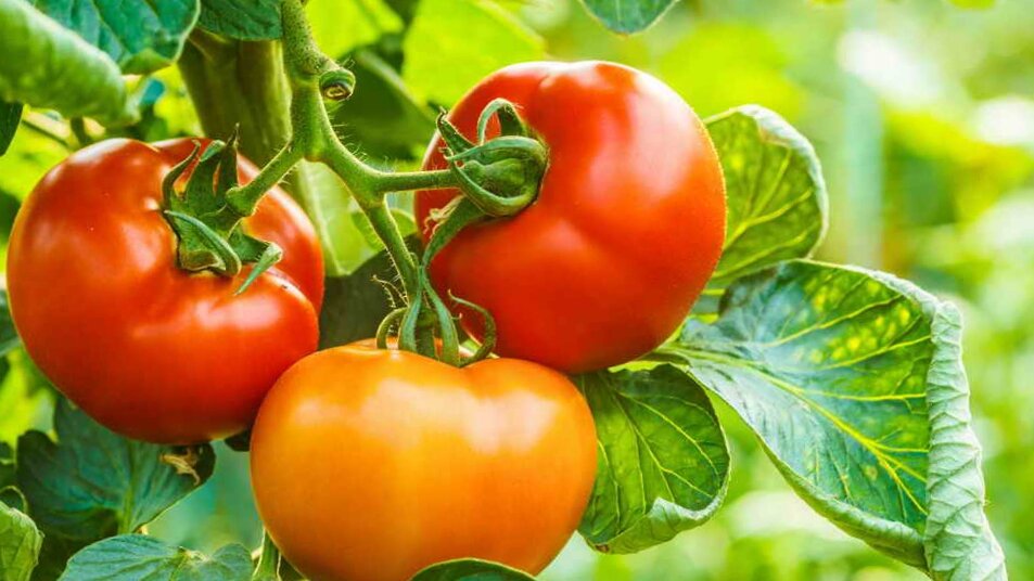 Плюсы и минусы выращивания томата валютного