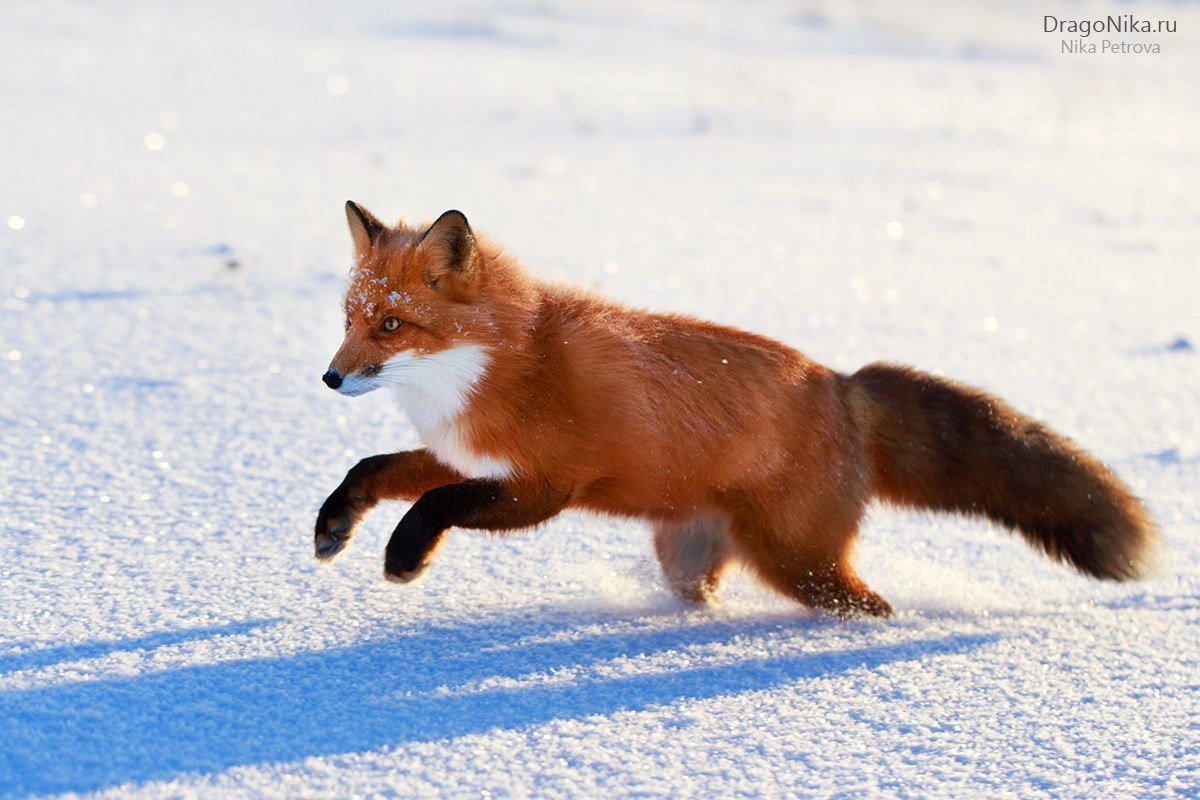 Сегодня рисовала новые схемы с милыми яркими рыжими плутовками. 🦊🦊🦊🦊🦊🦊🦊🦊🦊🦊🦊🦊 Кстати, вы не задумывались почему лисы нам так нравятся?