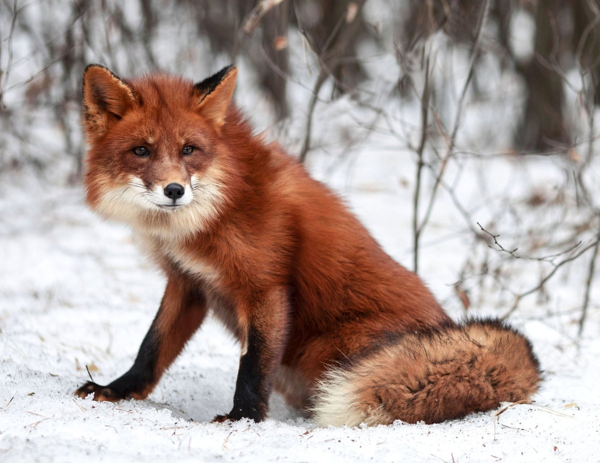 Сегодня рисовала новые схемы с милыми яркими рыжими плутовками. 🦊🦊🦊🦊🦊🦊🦊🦊🦊🦊🦊🦊 Кстати, вы не задумывались почему лисы нам так нравятся?-2