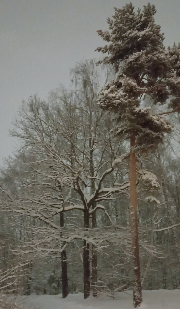 Декабрьский вечер в Лианозово. Прогулка моя, фото моё.