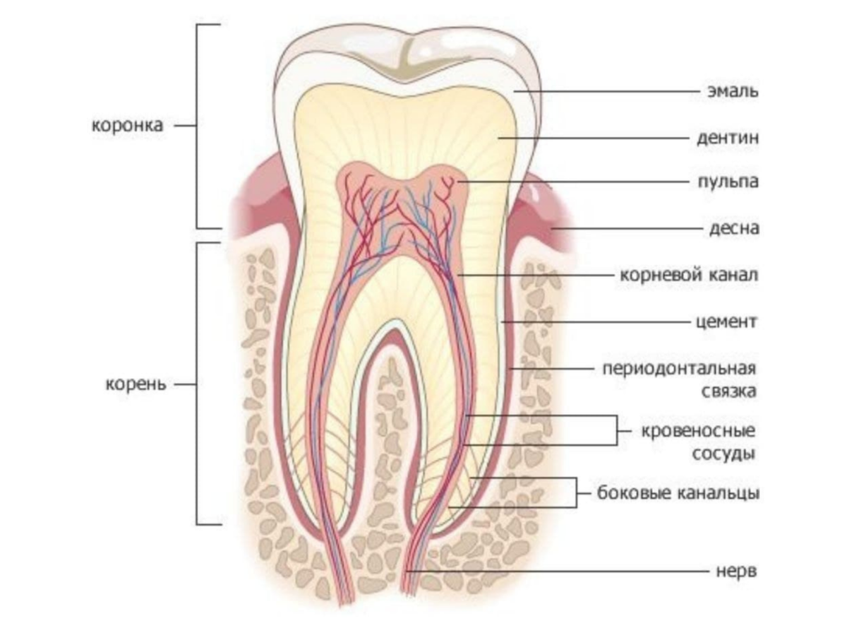 Строение канала зуба. Строение зуба эмаль дентин. Строение корня зуба человека. Строение корневого канала зуба. Коронка дентин кровеносные сосуды пульпы.