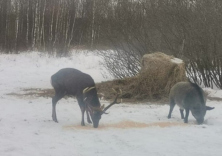 Фото: https://vk.com/gohi_avo