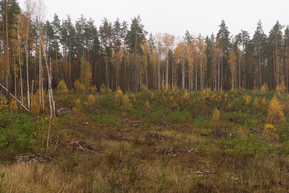 Молодой лес. Фото Сибири после вырубки леса.