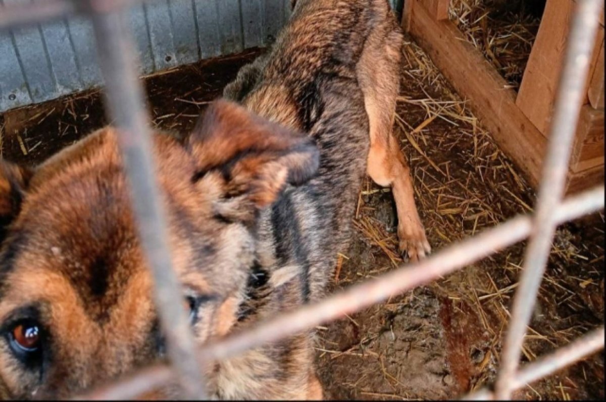    Псов на убой?