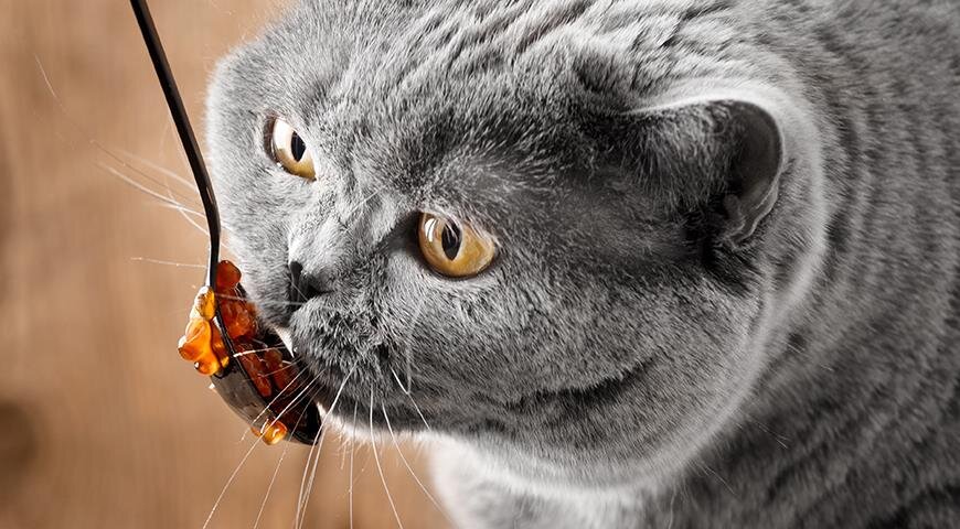 Обмани кота