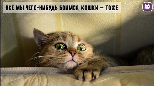 🐱А вы знаете, чего может бояться ваша кошка?