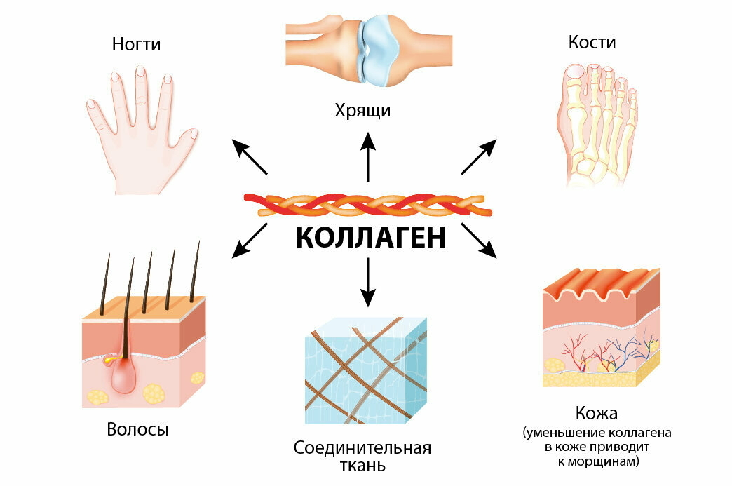 Типы коллагена в организме человека. Источники коллагена. Коллаген и эластин в организме человека. Нехватка коллагена в организме.