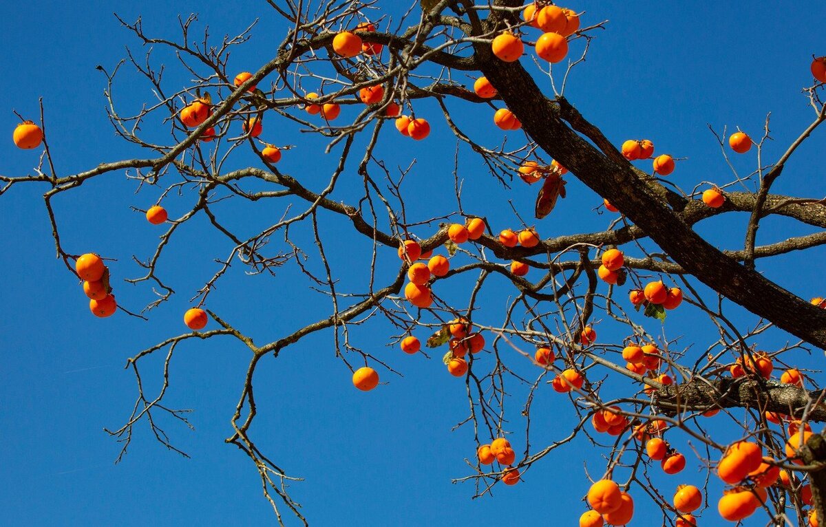 Мандарины кругом! Ноябрь, Кобулети, Грузия. Фото: klau.club