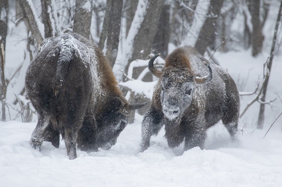 "Калужские засеки"