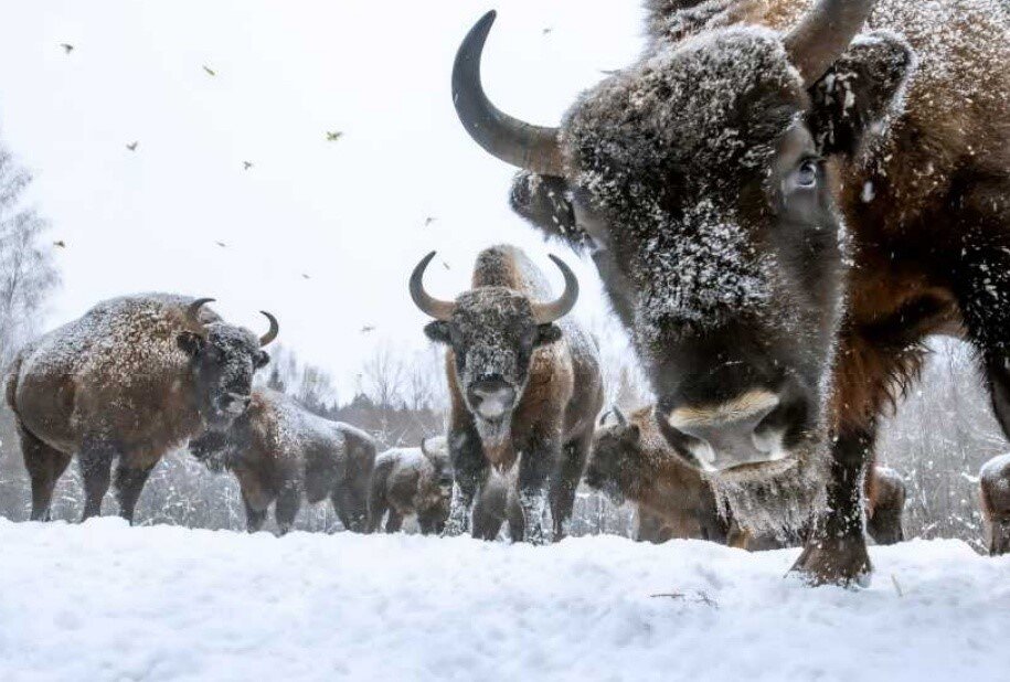 "Калужские засеки"