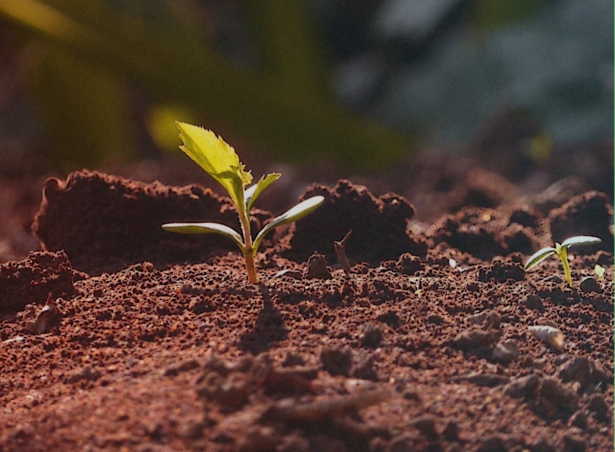 Пример с растением. Для разбора необходимых дисциплин.