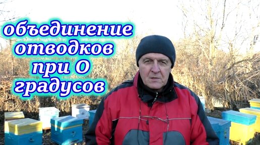 Наилучшее время для объединения слабых отводков.