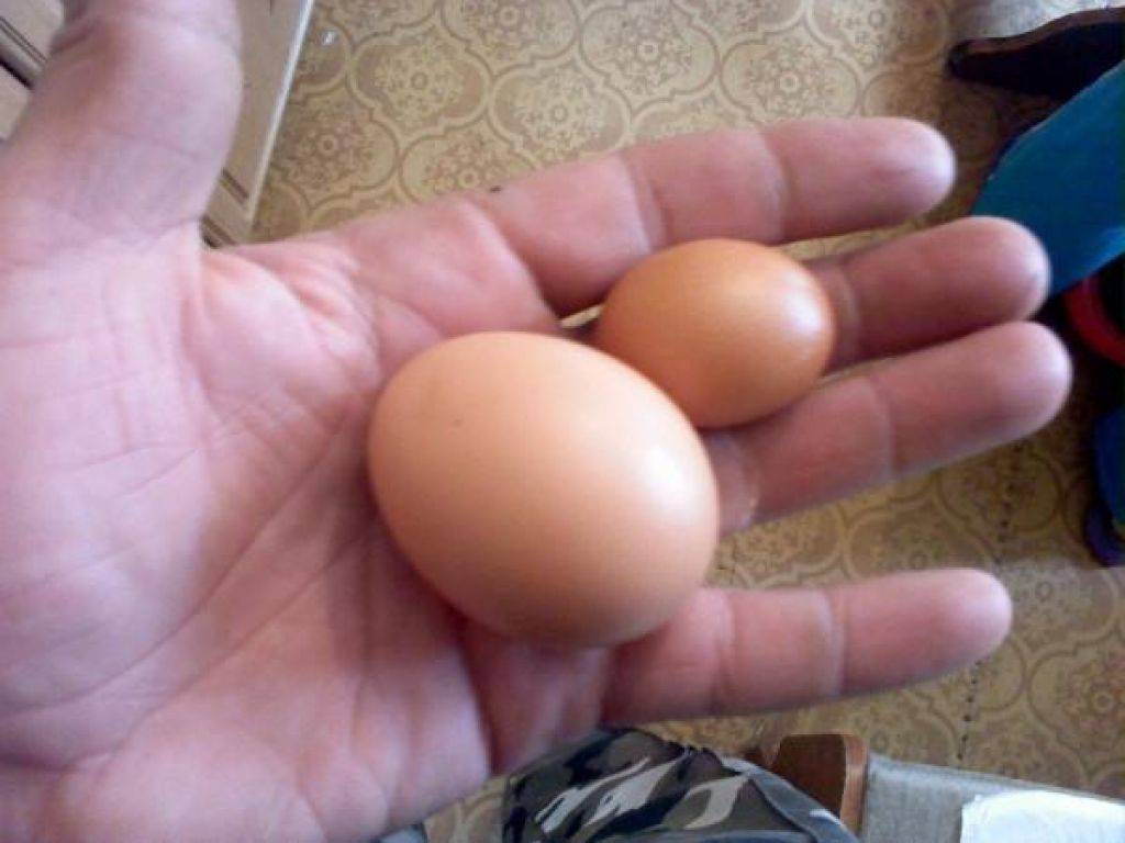 Куры несут 2 яйца в день. Маленькие куриные яйца. Мелкое куриное яйцо.