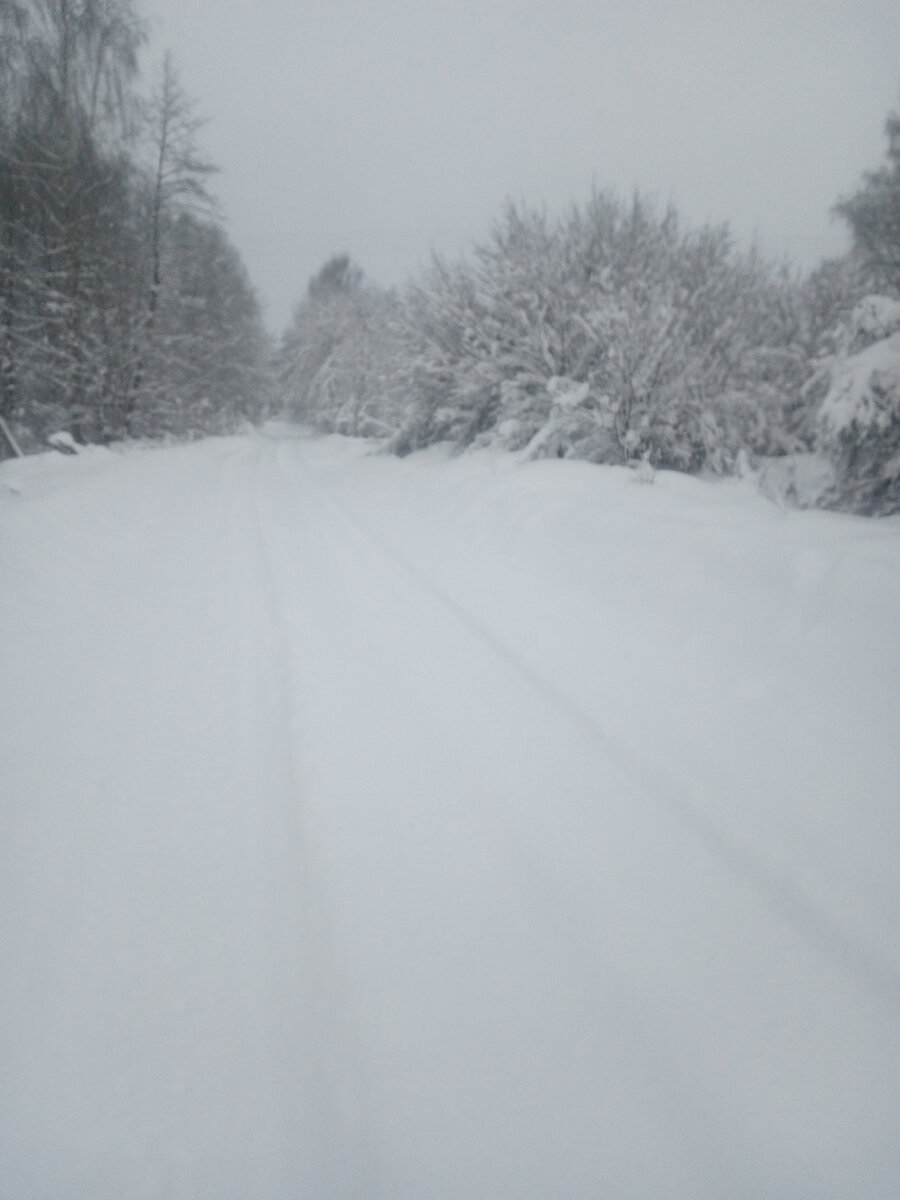 Сказочный лес. 🌲