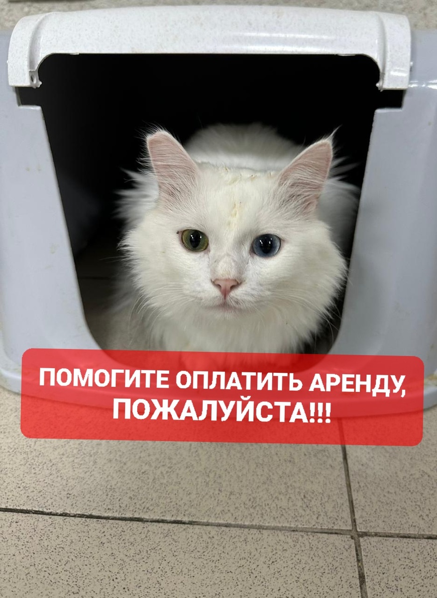 Генри. Из крышки от лотка сделал себе личный вигвам