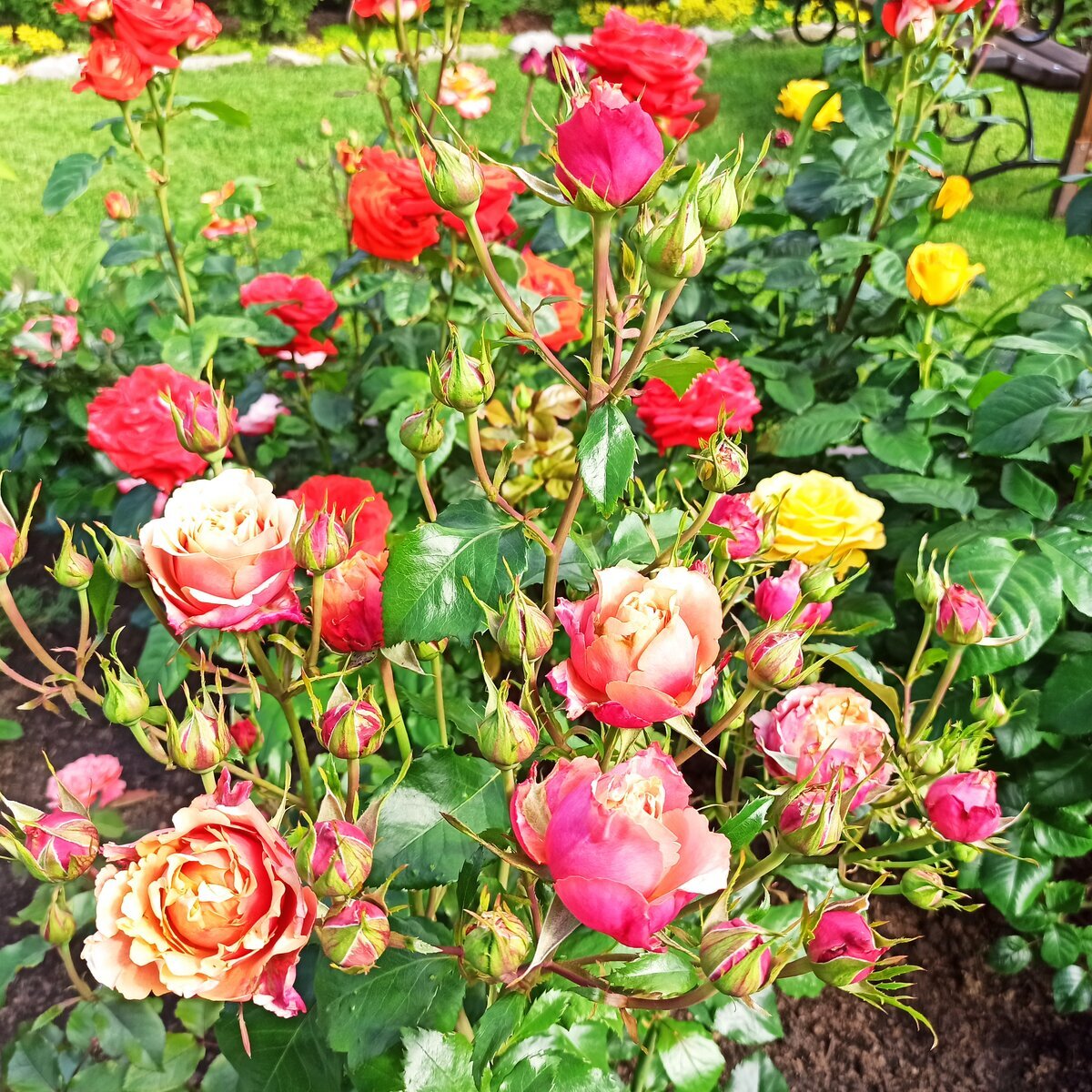 фото Светланы