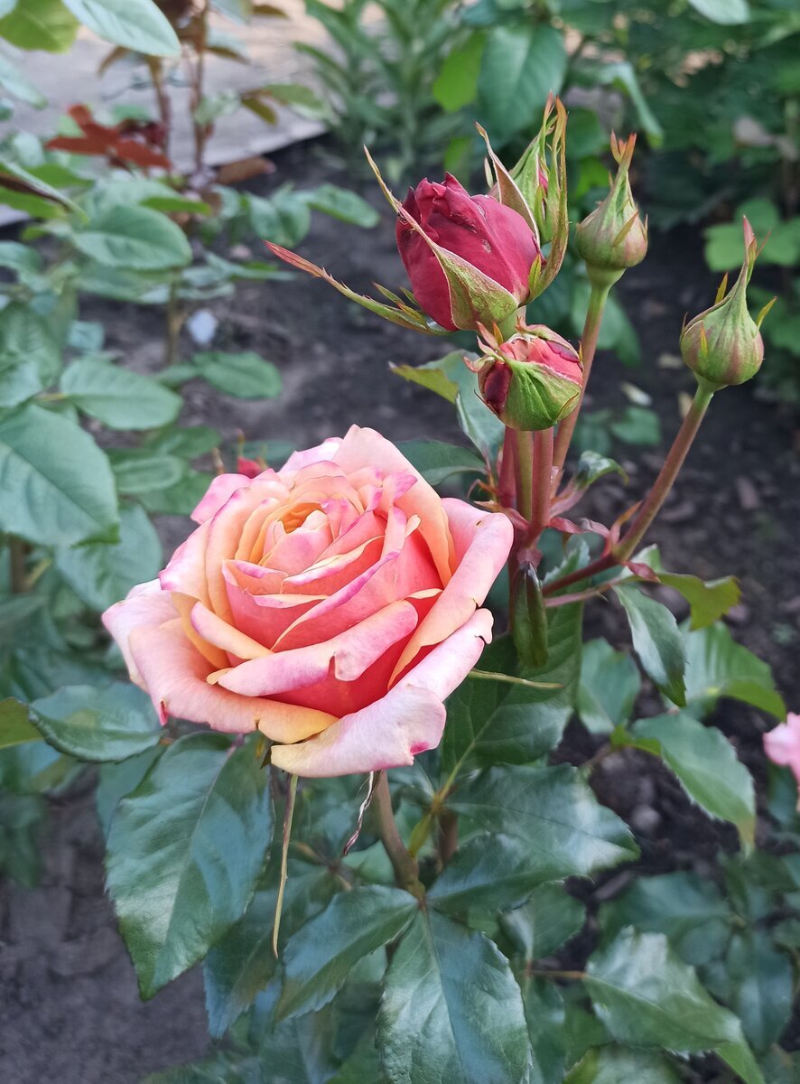 фото Светланы