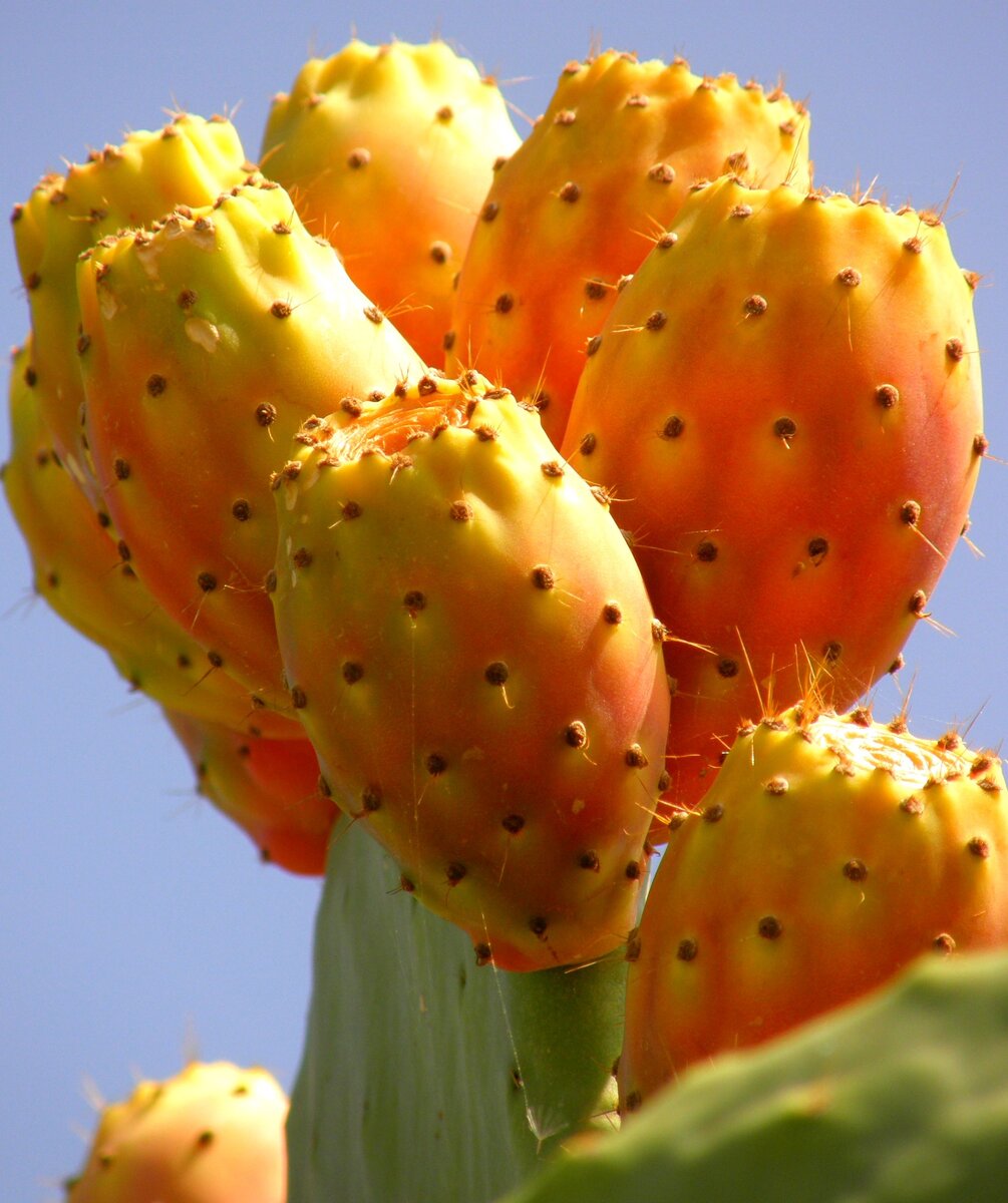 Prickly Pear фрукт