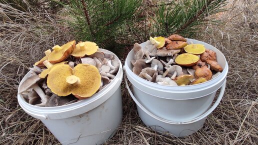 Лес усыпан грибами мышата или землянисто серая рядовка, сбор грибов ...