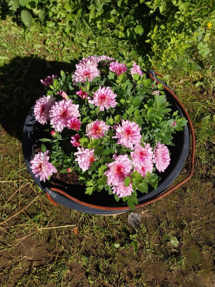 Розовая тоже не впечатляла