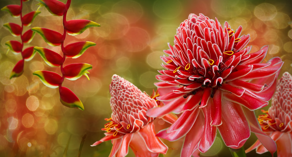 Картинка найдена на просторах интернета, ссылка: https://yandex.ru/images/search?from=tabbar&img_url=https%3A%2F%2Fw-dog.ru%2Fwallpapers%2F14%2F2%2F460123645531958%2Fcvety-vetochki-listiki-rozovyj.jpg&lr=103814&p=4&pos=8&rpt=simage&text=%D1%8D%D0%BA%D0%B7%D0%BE%D1%82%D0%B8%D1%87%D0%B5%D1%81%D0%BA%D0%B8%D0%B5%20%D1%86%D0%B2%D0%B5%D1%82%D1%8B%20%D0%BA%D1%80%D1%83%D0%BF%D0%BD%D1%8B%D0%BC%20%D0%BF%D0%BB%D0%B0%D0%BD%D0%BE%D0%BC%20%D1%84%D0%BE%D1%82%D0%BE