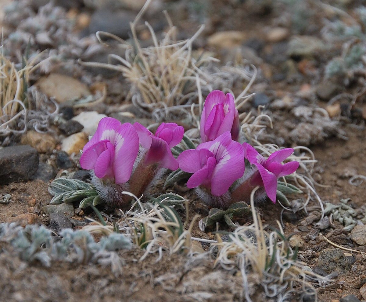 Остролодочник волосистоплодный (Oxytropis eriocarpa), автор Петр Косачев, источник: https://www.plantarium.ru/page/samples/taxon/26286.html